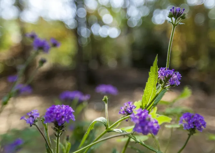 Casa de Férias In Near Forest Nunspeet